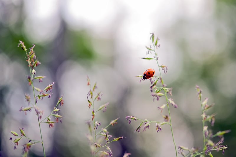 Nature's Charm