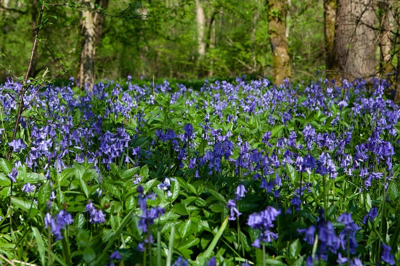 Hallerbos Forest, Belgium